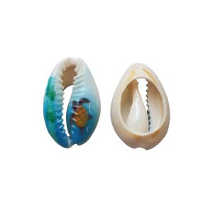 Schelp Kauri - Schildpad